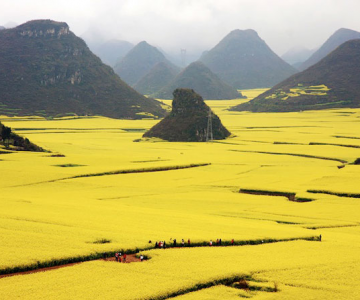 Oceanul de flori galbene din China