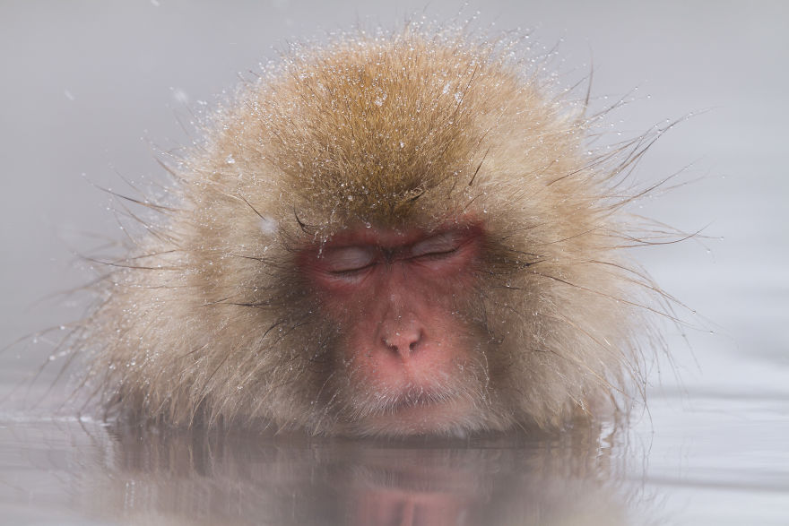 Expresiile impresionante ale maimutelor de zapada - Poza 12