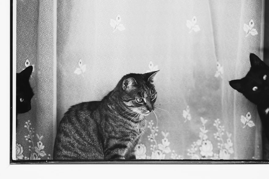 Pisici la fereastra, in poze alb-negru - Poza 20