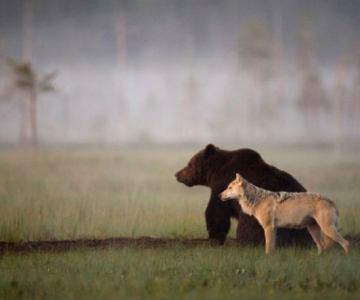 Prietenia dintre un urs si un lup, in 10 poze impresionante