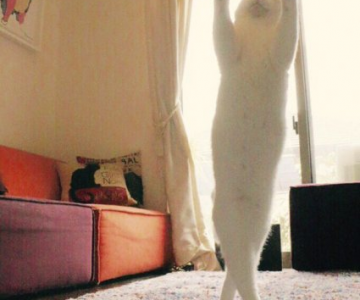 Mirko, cea mai talentata pisica balerina