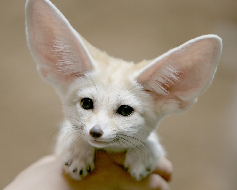 Cele Mai Dragute Animale Din Lume Intr Un Pictorial Adorabil