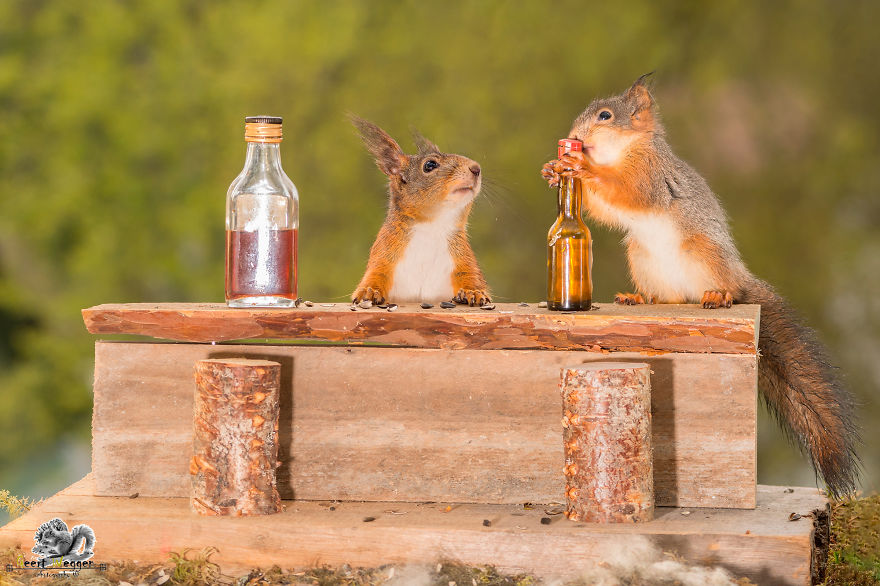 Frumoasa poveste cu veverite roscate, intr-un pictorial adorabil - Poza 11