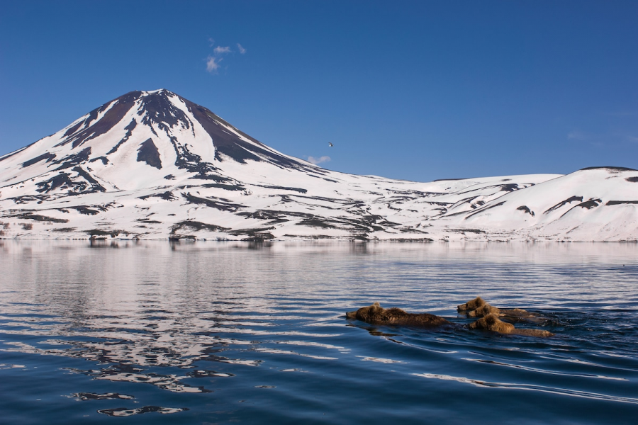 Ursul brun din Kamchatka, intr-un pictorial de exceptie - Poza 18