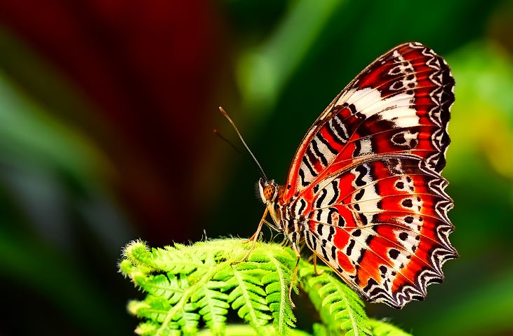 Cei mai frumosi fluturi din lume, in poze spectaculoase - Poza 19