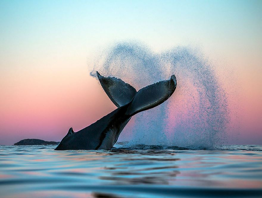 Balenele din Oceanul Inghetat, in poze superbe - Poza 5