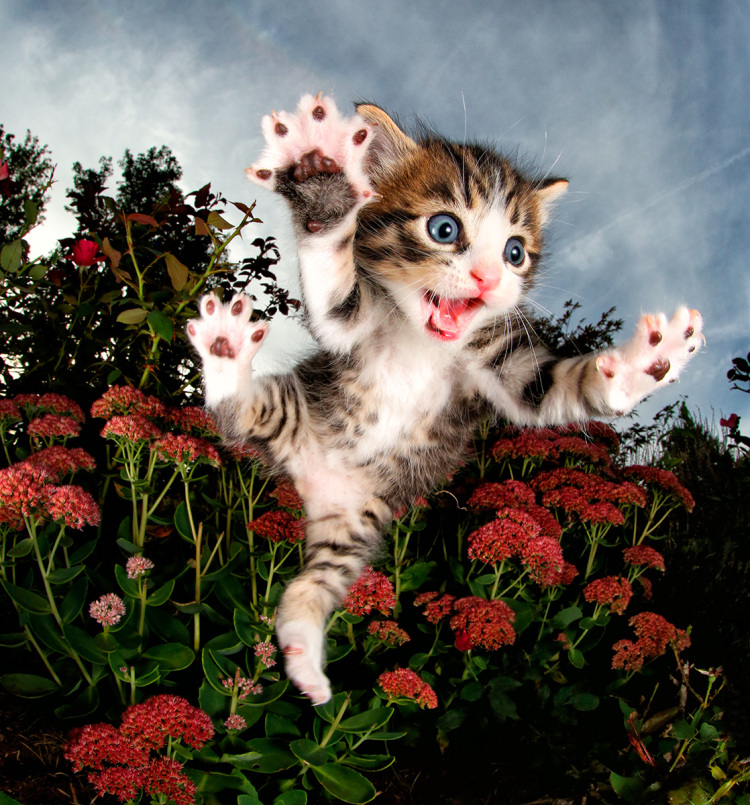 Pisicute adorabile surprinse in aer - Poza 2