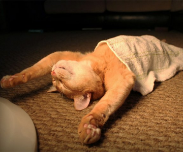 10 fotografii haioase cu pisici adormite