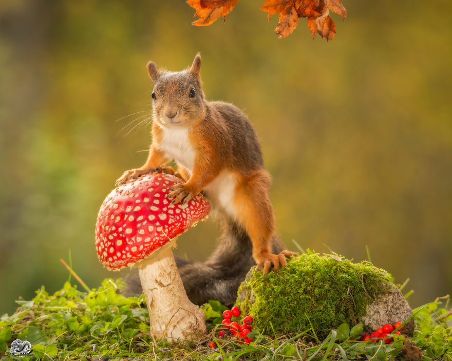 Frumoasa poveste cu veverite roscate, intr-un pictorial adorabil - Poza 18