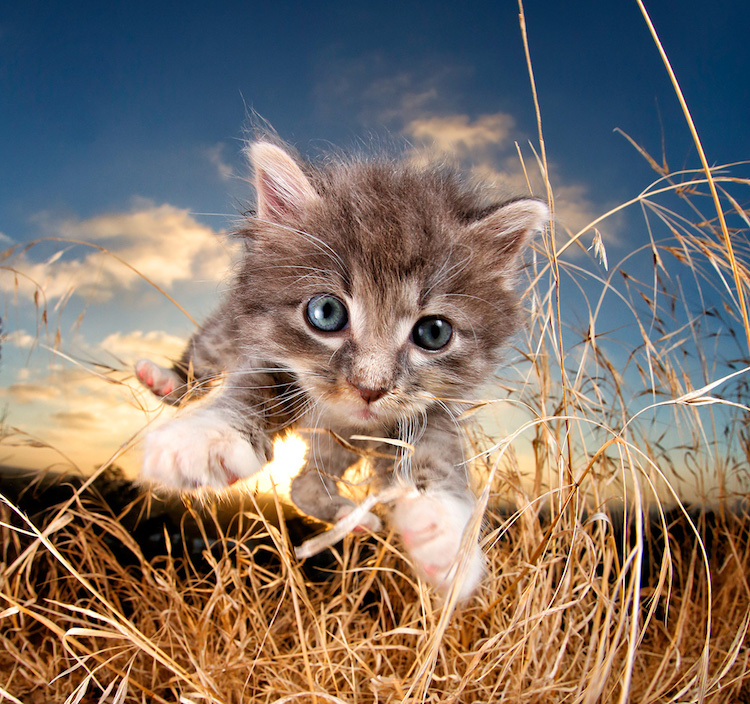 Pisicute adorabile surprinse in aer - Poza 4