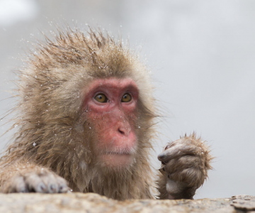 Expresiile impresionante ale maimutelor de zapada