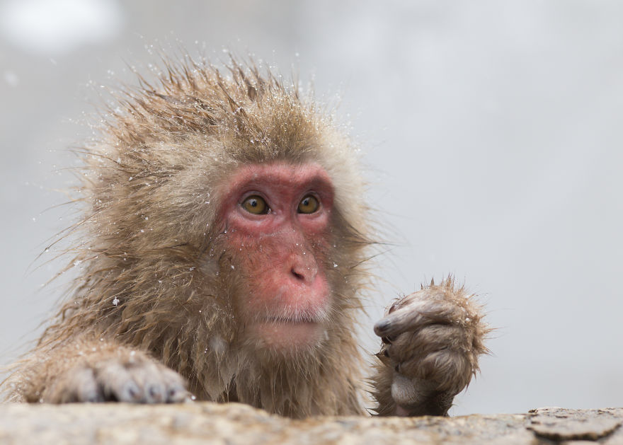 Expresiile impresionante ale maimutelor de zapada - Poza 1