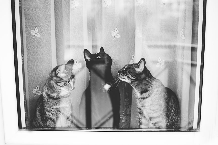 Pisici la fereastra, in poze alb-negru - Poza 2