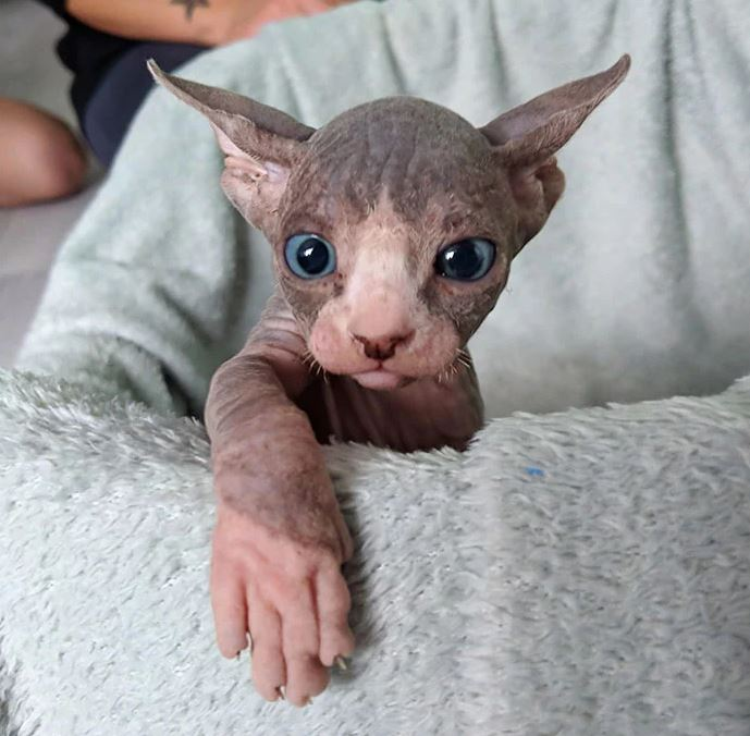 Frumusetea Bizara A Pisicutelor Sphynx In Poze De Exceptie