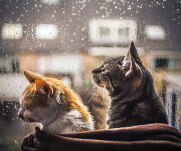 Pisicile care adora ploaia