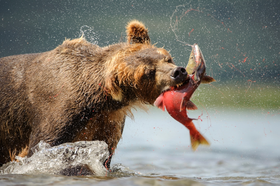 Ursul brun din Kamchatka, intr-un pictorial de exceptie - Poza 13