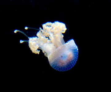 Meduza vedeta si bulinele ei albe