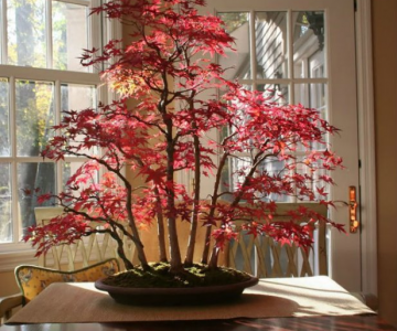 15 Arbori bonsai de o frumusete rara