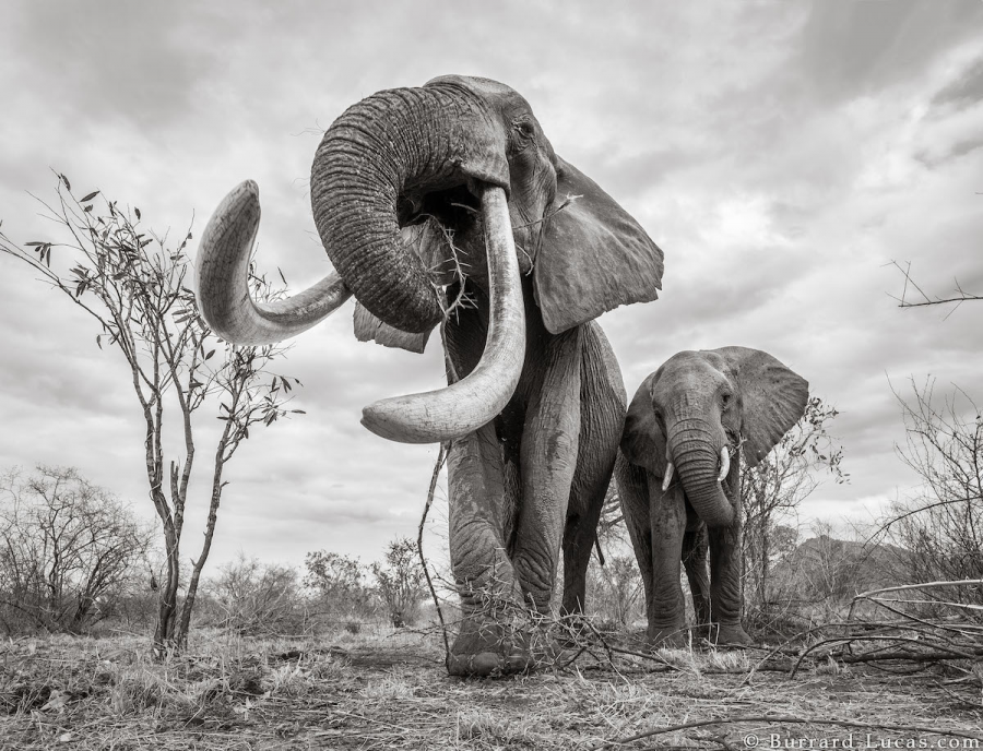 Povestea ultimelor fotografii cu "Regina elefantilor" - Poza 6