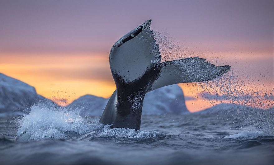 Balenele din Oceanul Inghetat, in poze superbe - Poza 4