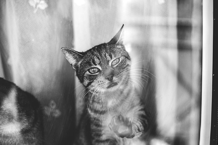 Pisici la fereastra, in poze alb-negru - Poza 11