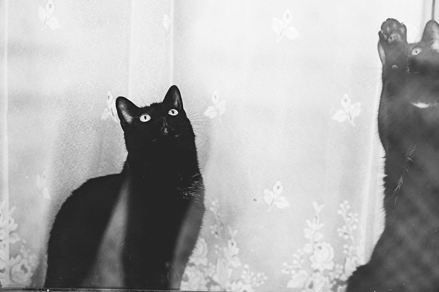 Pisici la fereastra, in poze alb-negru - Poza 5