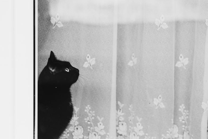 Pisici la fereastra, in poze alb-negru - Poza 19