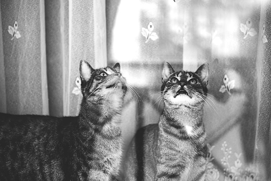 Pisici la fereastra, in poze alb-negru - Poza 3