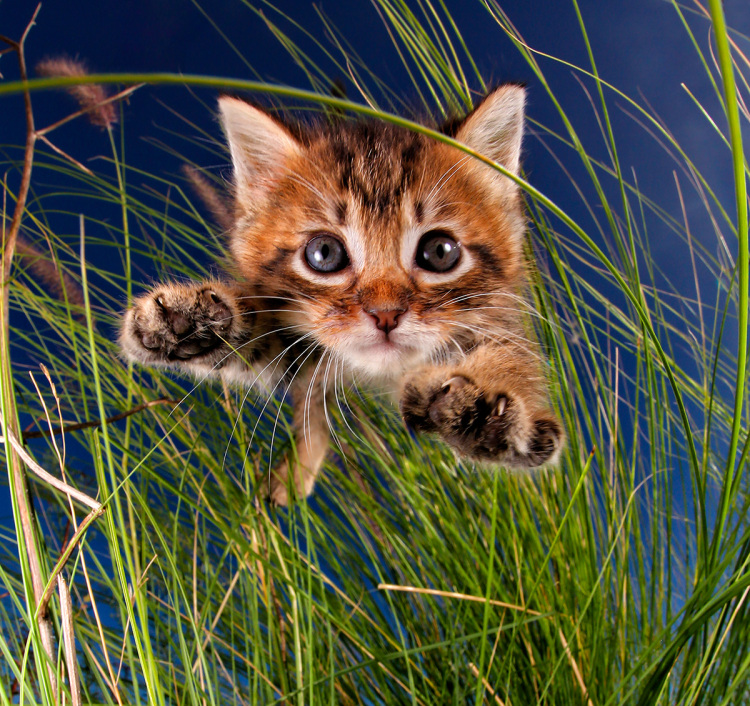 Pisicute adorabile surprinse in aer - Poza 3