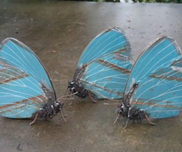 Oximoron artistic: Insecte si pasari metalice, cu John Brown