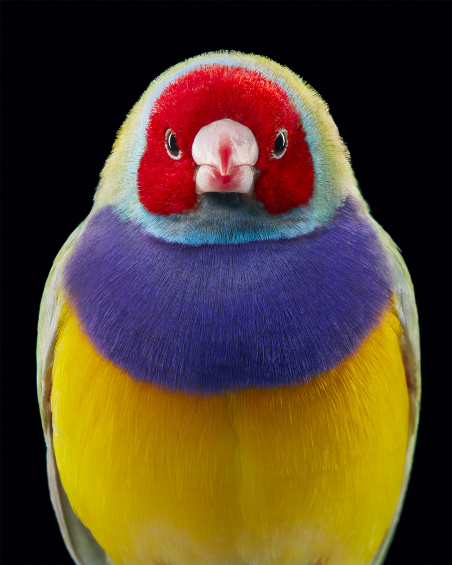 Frumusetea pasarilor rare, in poze fascinante - Poza 4