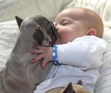 Bebelusul si bulldogii francezi