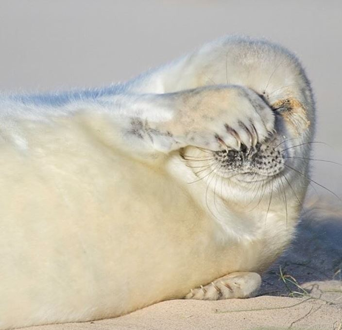 Cele mai simpatice animalute de la Polul Nord, in poze adorabile - Poza 19