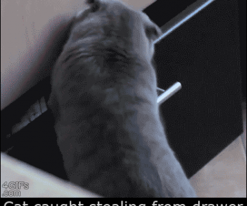 Cele mai haioase animatii cu pisici din 2013
