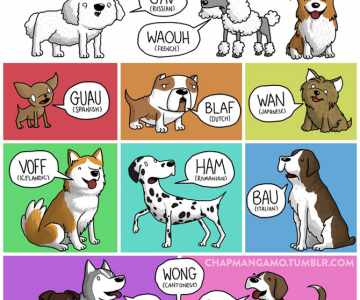 Cum suna animalele in diferite limbi?