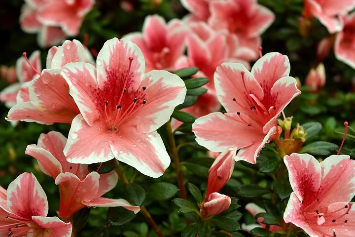 Gingasia florilor de primavara in poze superbe - Poza 5