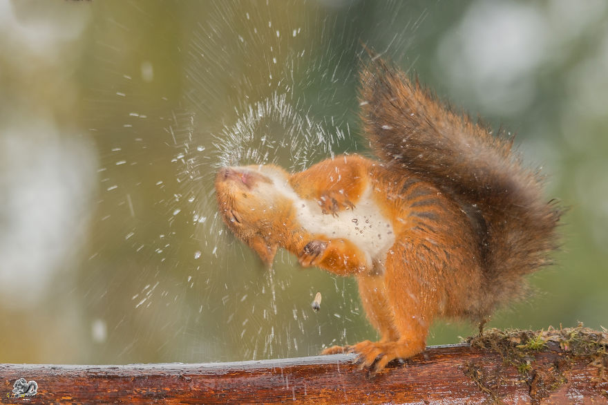 Frumoasa poveste cu veverite roscate, intr-un pictorial adorabil - Poza 13