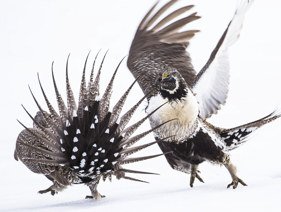Audubon 2019: Splendoarea pasarilor, in cele mai frumoase fotografii - Poza 6