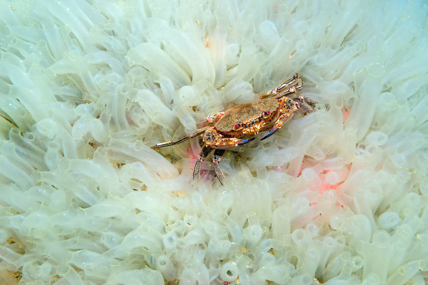 Fotografii superbe din uimitoarea lume subacvatica - Poza 24