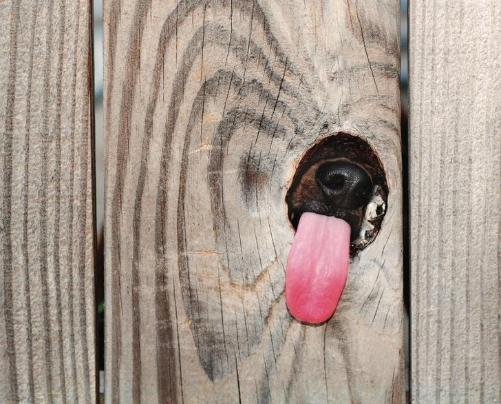 Animale cu simtul umorului, in cele mai haioase poze - Poza 18