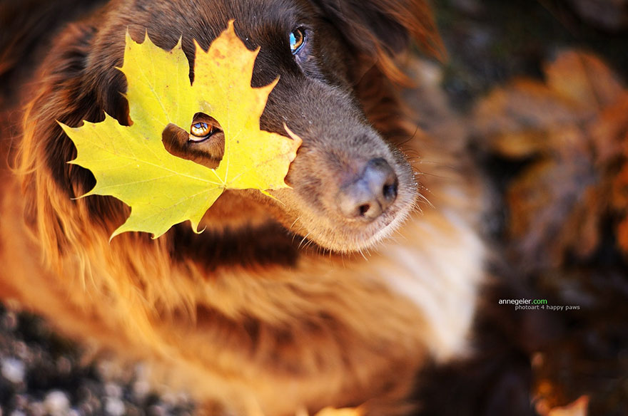 Portrete autumnale de suflet, de Anne Geier - Poza 4