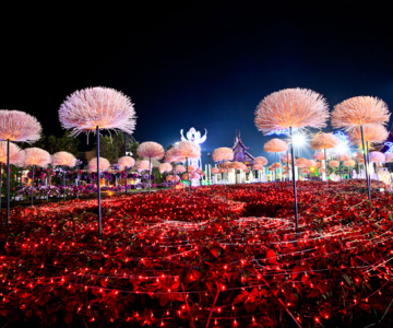 Lotusi cu doua milioane de petale din Thailanda