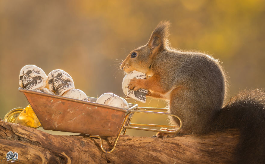 Frumoasa poveste cu veverite roscate, intr-un pictorial adorabil - Poza 15