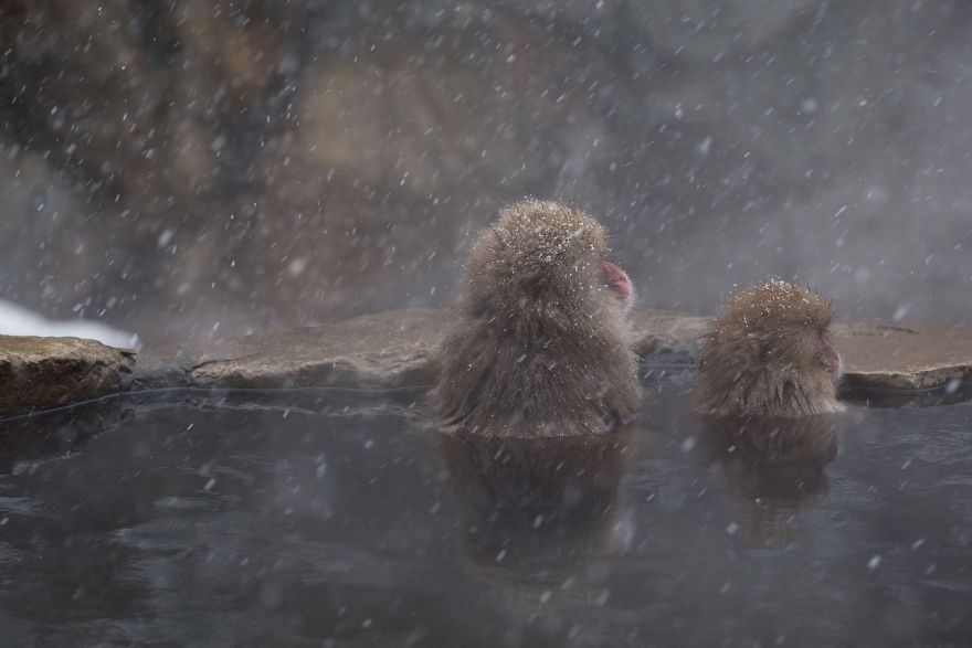 Expresiile impresionante ale maimutelor de zapada - Poza 6