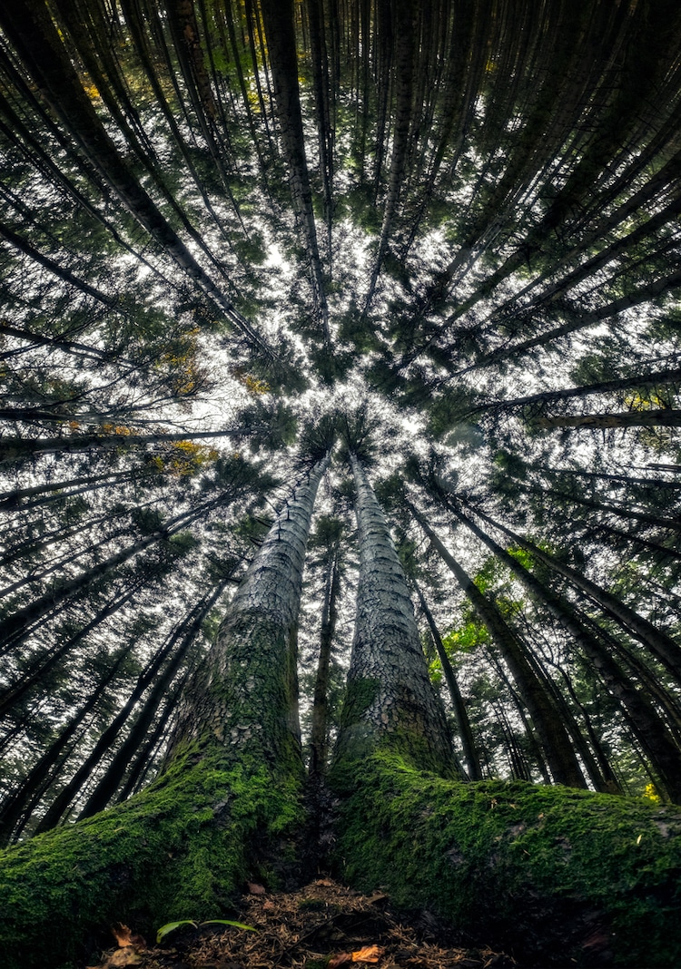 Splendoarea arborilor centenari, in urcusul lor spre cer - Poza 9