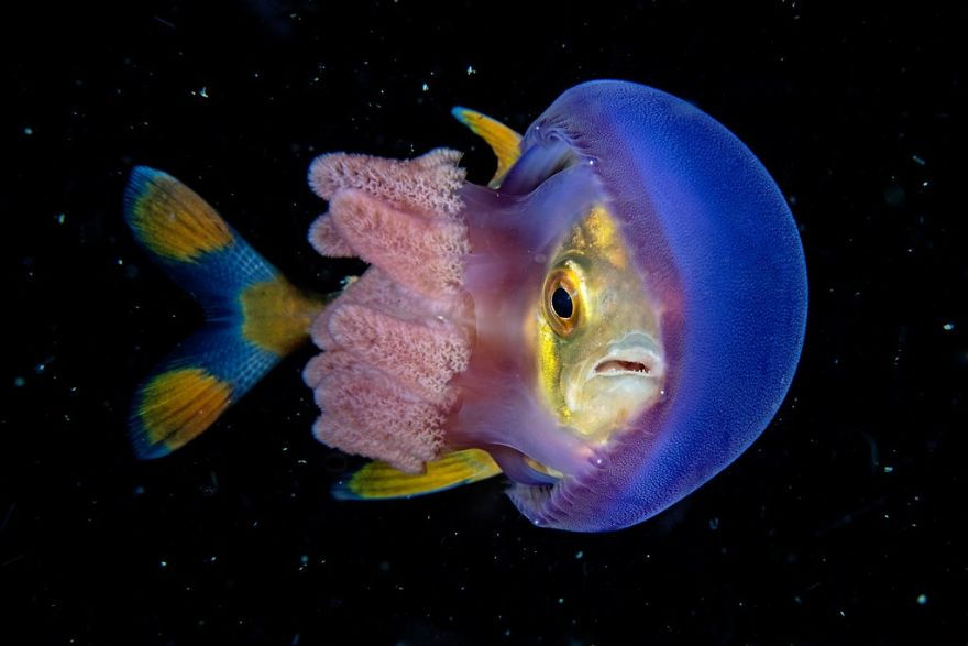 Fotografii superbe din uimitoarea lume subacvatica - Poza 22