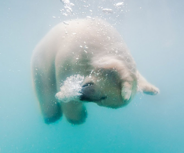 Baletul ursilor polari, de Olga Gladysheva