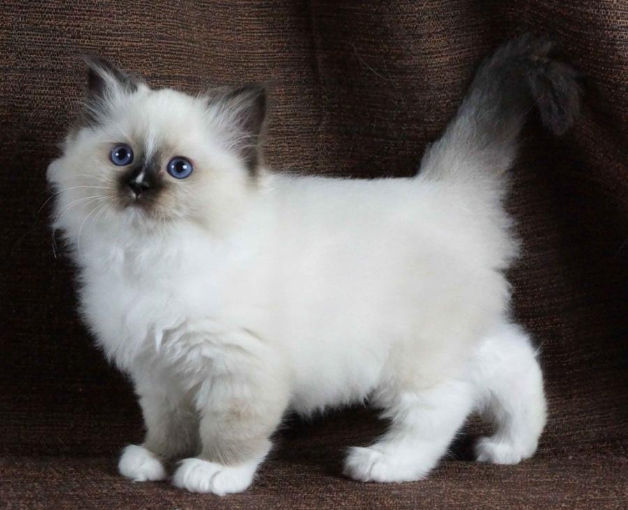 Cele mai frumoase rase de pisici din lume - Poza 5