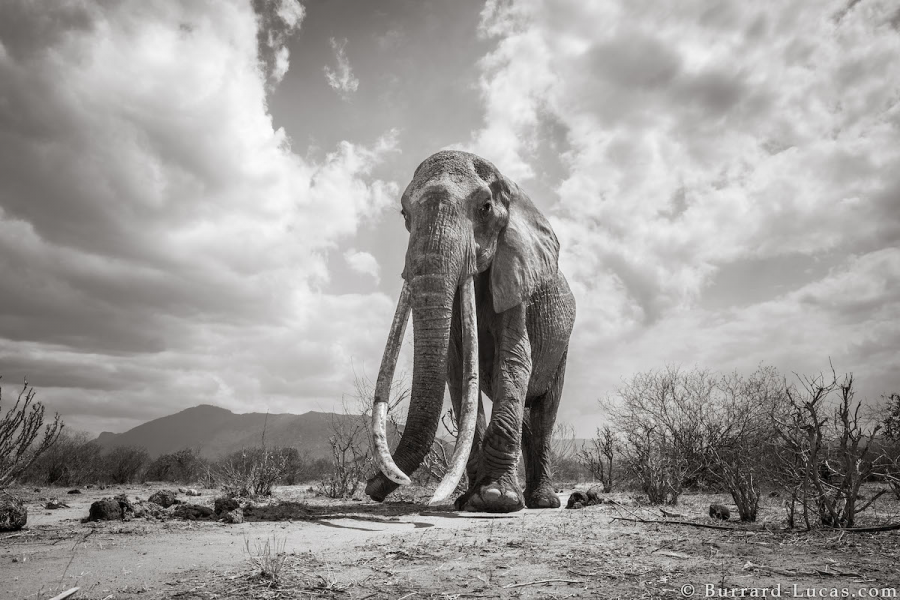 Povestea ultimelor fotografii cu "Regina elefantilor" - Poza 8