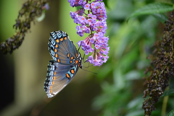 Cei mai frumosi fluturi din lume, in poze spectaculoase - Poza 2